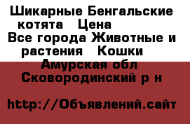 Шикарные Бенгальские котята › Цена ­ 25 000 - Все города Животные и растения » Кошки   . Амурская обл.,Сковородинский р-н